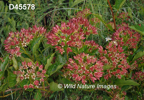 Physocarpus-opulifolius eastern-ninebark